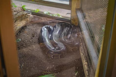Image result for Python Snake Cage