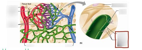 Image result for Capillary in Tissue