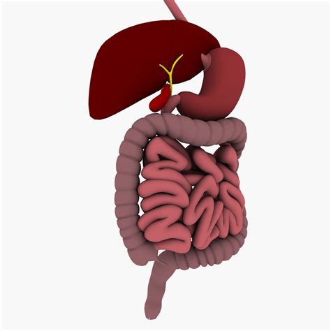 Parts of Digestive System 3D Model に対する画像結果