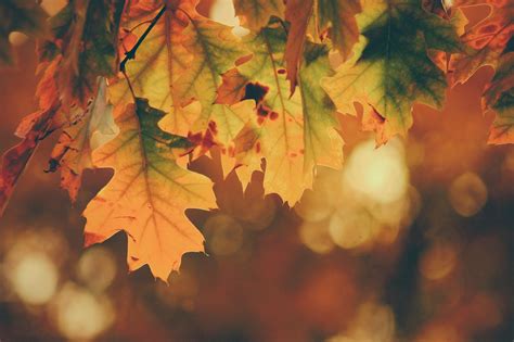 Image result for Fall Seasons