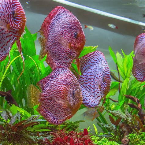 Image result for Purple Dragon Discus Fish