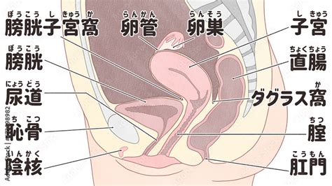 Image result for Female Reproductive System Fetus
