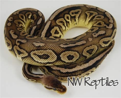 Image result for Calico Cinnamon Lesser Ball Python
