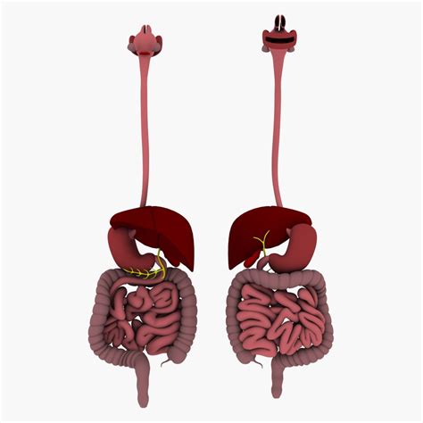 Parts of Digestive System 3D Model に対する画像結果