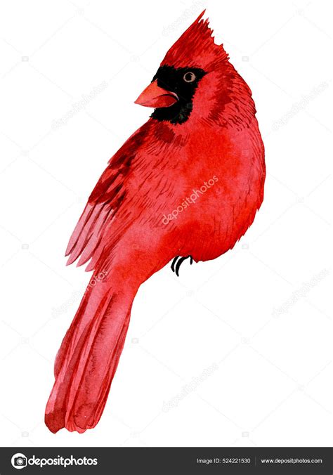 Toradh íomhá ar Cardinal Bird Outline Drawing