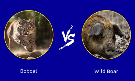 Toradh íomhá ar Python in Wild