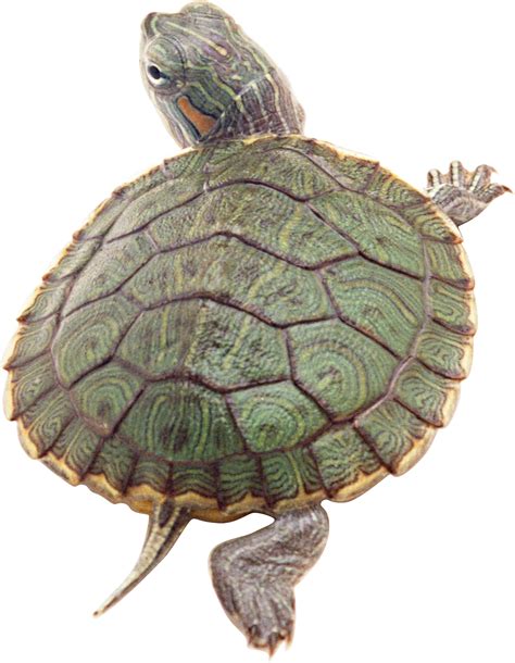 Turtle PNG に対する画像結果