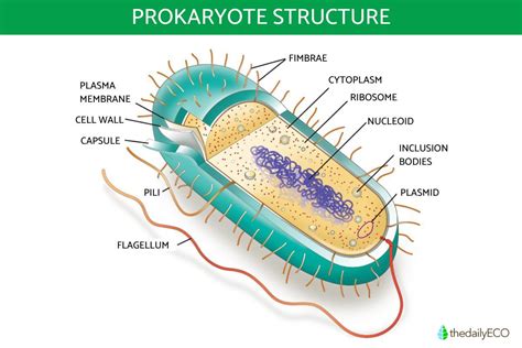 Toradh íomhá ar Basic Structure of Prokaryotic Cell