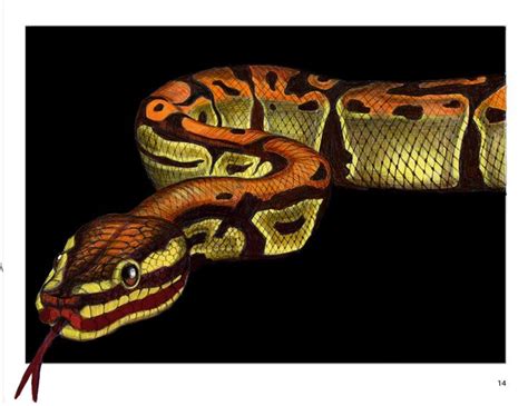 Image result for Python Animal Drawing
