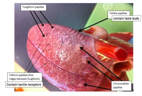 Toradh íomhá ar Filiform Papillae