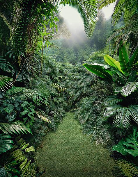 Image result for Lush Jungle Path