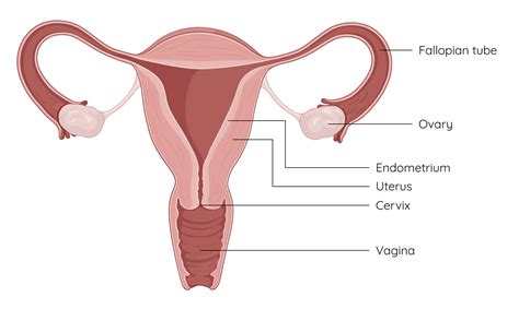 Toradh íomhá ar Female Reproductive System Consists Of