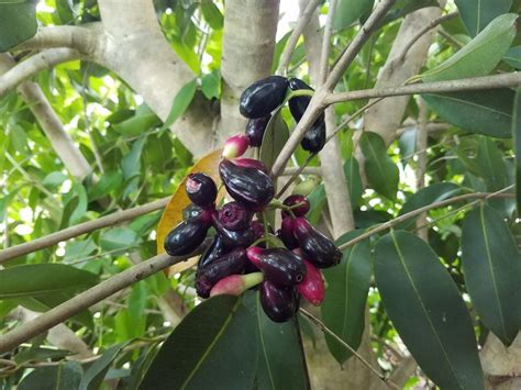 Image result for Jamun Leaf