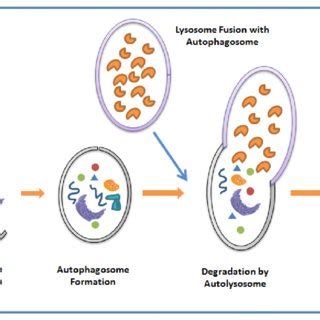 Autophagy Process に対する画像結果