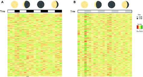 Afbeeldingsresultaten voor Phases of Gene Expression