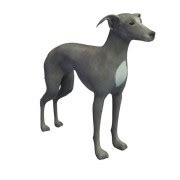 Toradh íomhá ar Greyhound Model for Roblox Studio Free