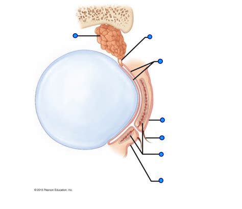 Image result for Accessory Visual Structures