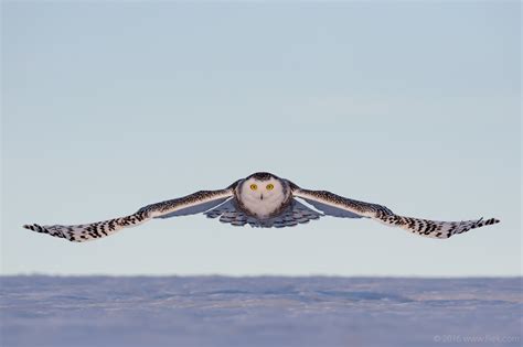 Image result for Minecraft Snow Owl