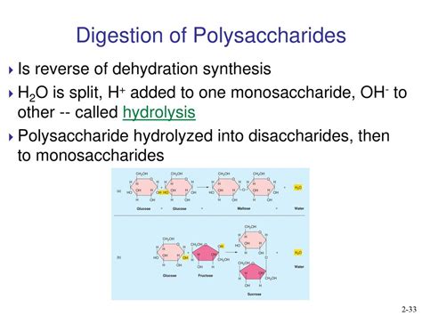 Image result for Digestion of Polysacchride