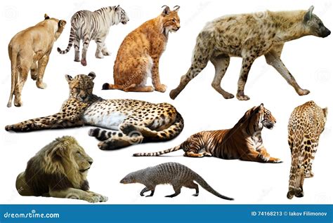 Pictures of Predators に対する画像結果