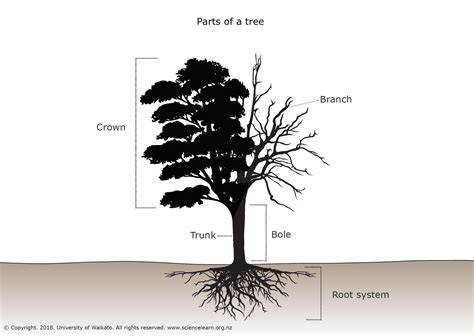 Cottonwood Tree Root System Diagram に対する画像結果