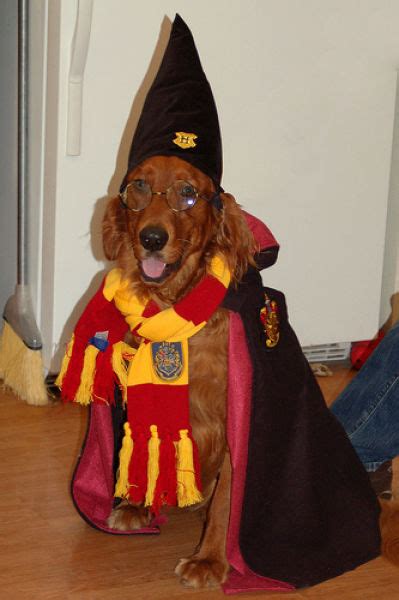 Image result for Roblox Pets Wizards