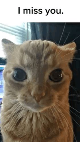 Crying Miss You Meme に対する画像結果