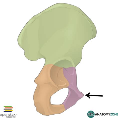 Genital Tubercle に対する画像結果