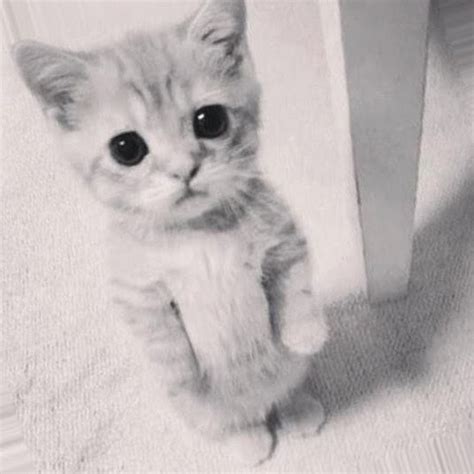 Cute Cats Meme に対する画像結果