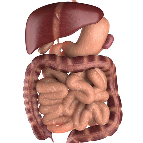 Parts of Digestive System 3D Model に対する画像結果