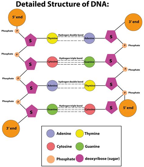 Afbeeldingsresultaten voor Model of DNA Structure