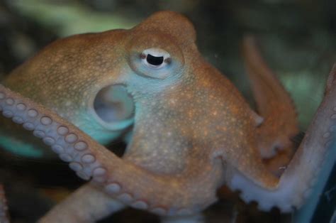 Octopus Habitat ਲਈ ਪ੍ਰਤੀਬਿੰਬ ਨਤੀਜਾ