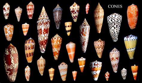 Cone-Shaped Shell に対する画像結果