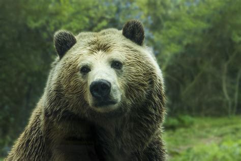 Afbeeldingsresultaten voor Forest Animals Bear