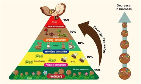 5 Trophic Levels Pyramid के लिए छवि परिणाम