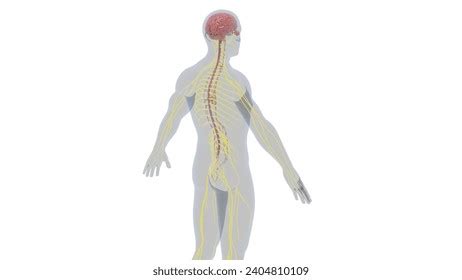 Image result for Brain and Nervous System