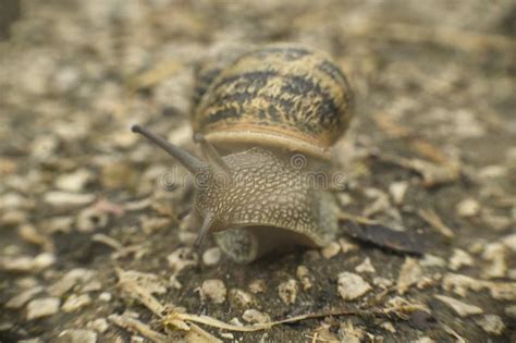 Spotted Snail Out of Shell に対する画像結果