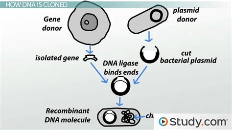 Image result for Different Types of Cloning