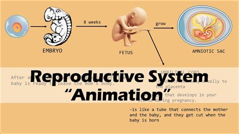 Reproductive System Biology-க்கான படிம முடிவு