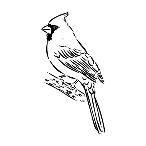 Toradh íomhá ar Cardinal Bird Outline Drawing