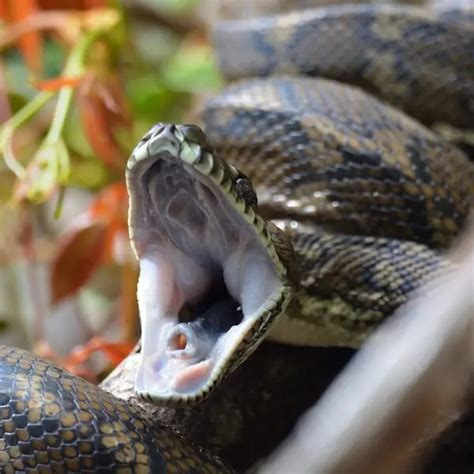 Image result for Eastern Carpet Python