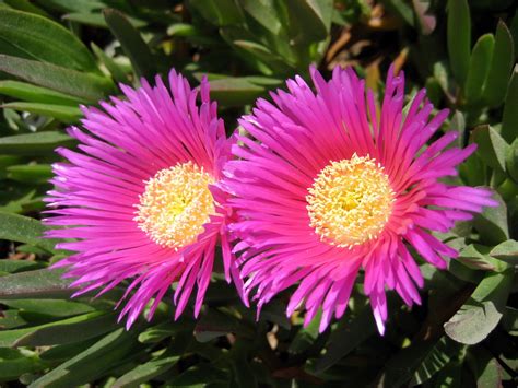 yellow purple flowers Free Photo Download | FreeImages