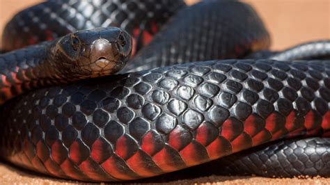 Afbeeldingsresultaten voor Deadly Australian Snakes
