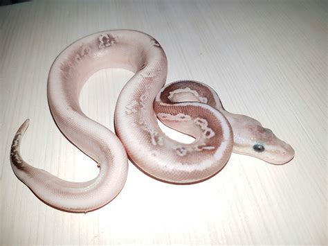Image result for Calico Cinnamon Lesser Ball Python