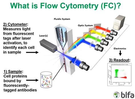 Flow Cytometry Tutorial కోసం చిత్ర ఫలితం