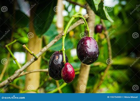Toradh íomhá ar Java Plum Branch