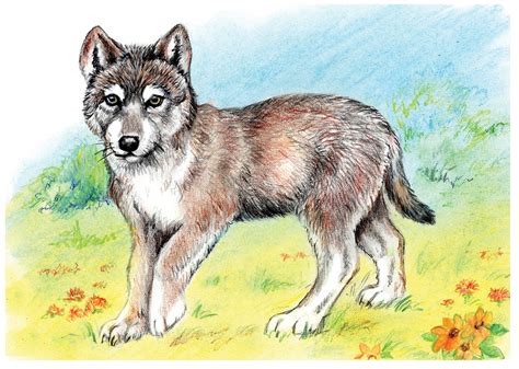 Image result for Wolf Pup Drawing Tutorial