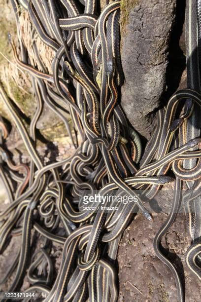 Image result for The Mating of Snakes