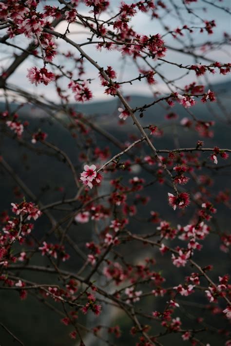 Bildergebnis für Ealy Spring Photo Nature