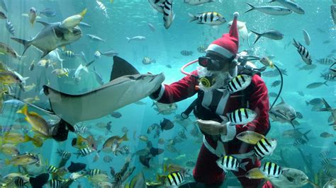 Image result for Bali Sea Life